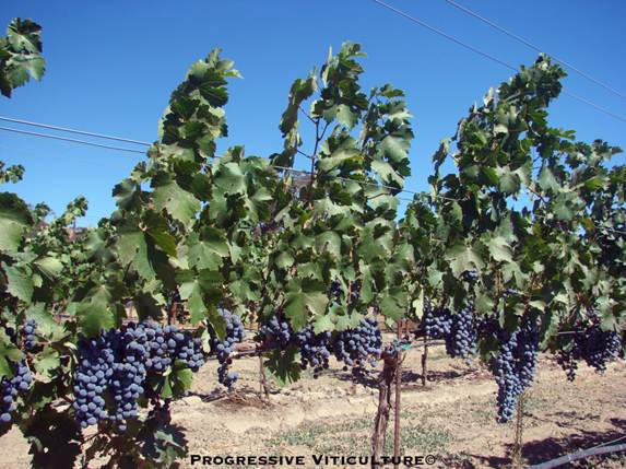 Upravljanje vinogradima poslije cvjetanja