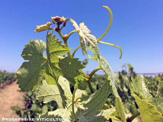 Upravljanje vinogradima poslije cvjetanja