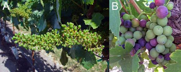 Upravljanje vinogradima poslije cvjetanja