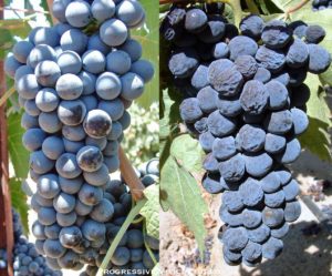 Upravljanje vinogradom tokom zrenja