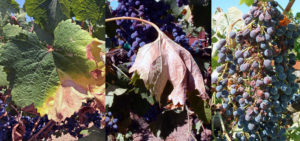 Upravljanje vinogradom tokom zrenja