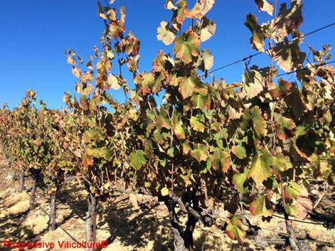 Upravljanje vinogradom poslije berbe