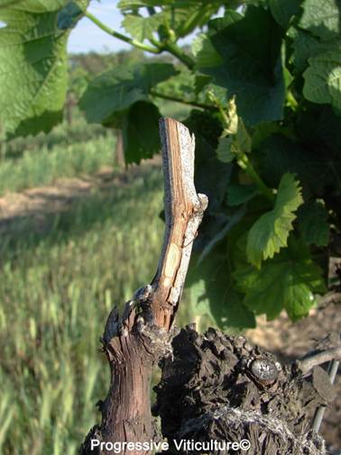 Upravljanje vinogradom poslije berbe