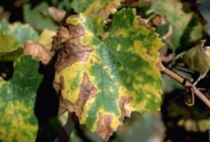 Identifikacija nedostatka elemenata ishrane