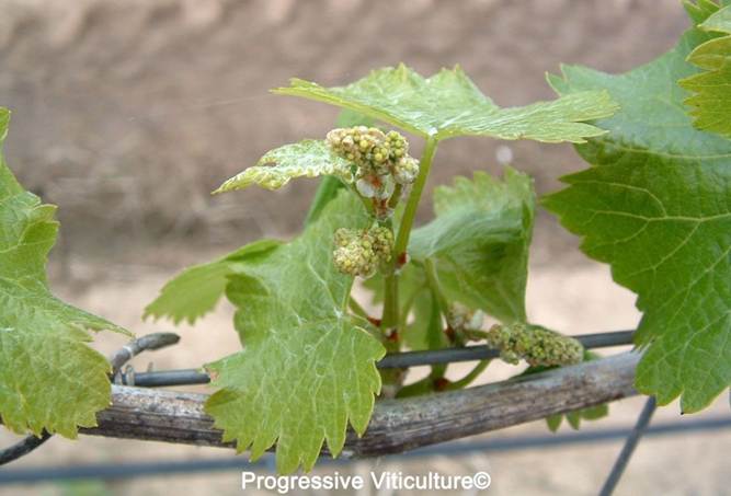 Upravljanje vinogradom poslije berbe