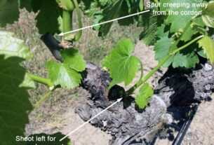 Prorjeđivanje izdanaka vinove loze.