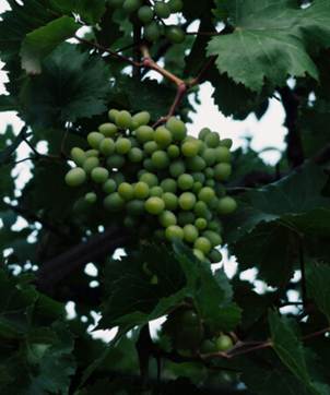 
Šta je grožđe PiWi
