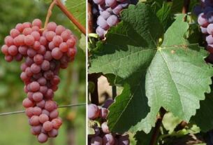 Šta je grožđe PiWi