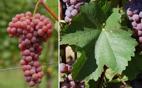 Šta je grožđe PiWi