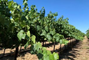 Stresovi u periodu zrenja