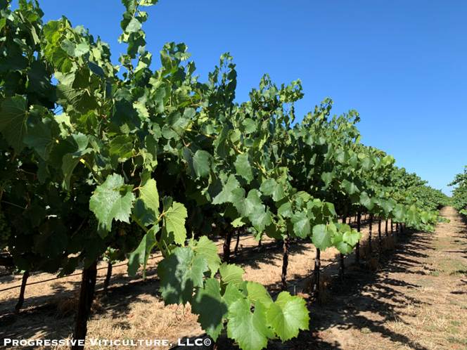 Stresovi u periodu zrenja