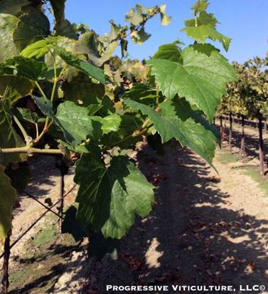 Stresovi u periodu zrenja grožđa