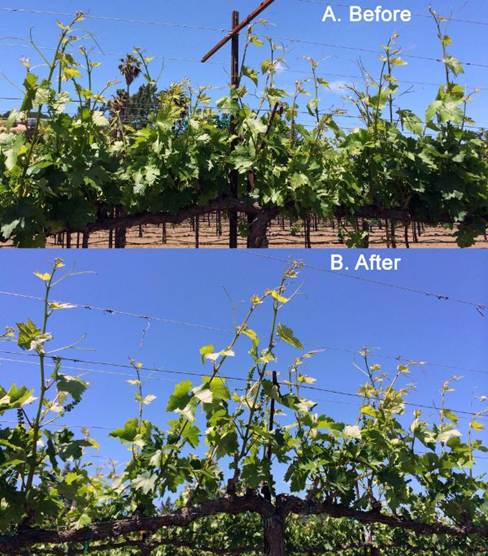 Prorjeđivanje izdanaka vinove loze. 