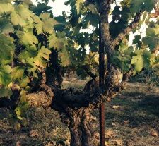 Samoevaluacija upravljanja vinogradima