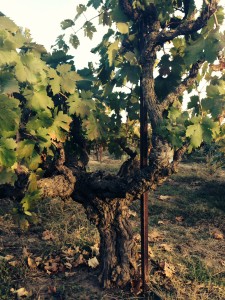 Samoevaluacija upravljanja vinogradima