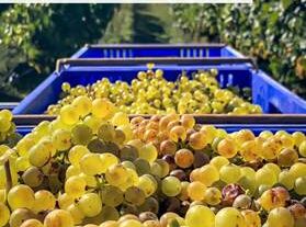 Šta je vinogradarstvo