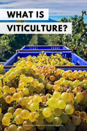 Šta je vinogradarstvo