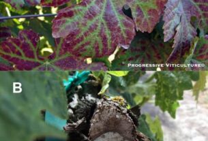 Upravljanje rizicima u vinogradarstvu