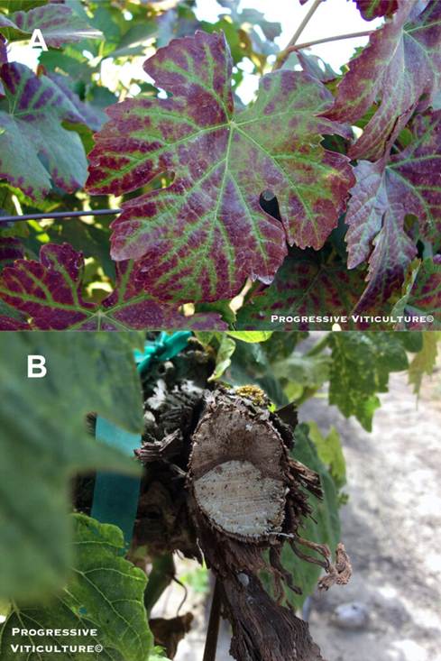 Upravljanje rizicima u vinogradarstvu