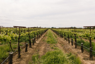 Sistematski monitoring vinograda