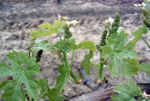 Osnovni elementi uspješnog upravljanja vinogradom