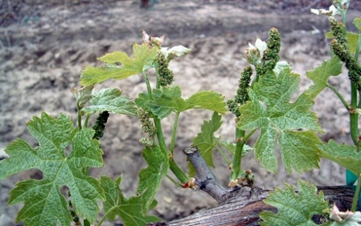 Osnovni elementi uspješnog upravljanja vinogradom