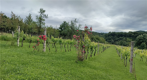 Samoevaluacija upravljanja vinogradima