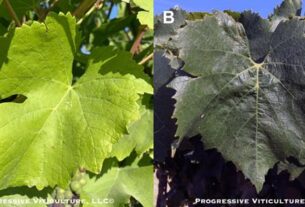 Upravljanje krošnjom čokota vinove loze