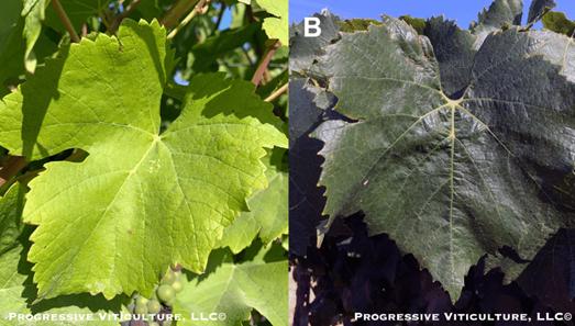 Upravljanje krošnjom čokota vinove loze