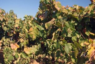 Sezonalnost upravljanja mineralnim hranivima u vinogradu