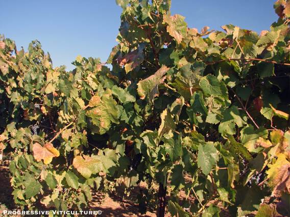 Sezonalnost upravljanja mineralnim hranivima u vinogradu
