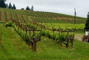 Upravljanje krošnjom vinove loze