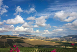 Razlika između vinarije i vinograda