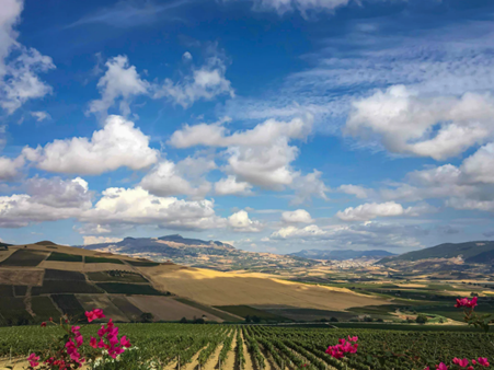 Razlika između vinarije i vinograda