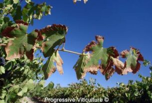 Nedostatak kalijuma u periodu sazrijevanja