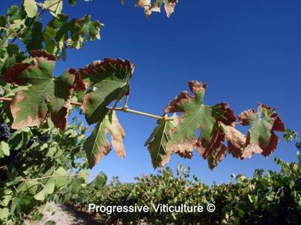 Nedostatak kalijuma u periodu sazrijevanja