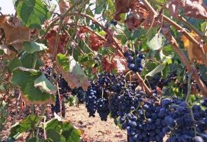 Upravljanje vinogradom u sušnim uslovima