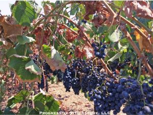 Upravljanje vinogradom u sušnim uslovima