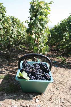 Deset savjeta za uspješan dan berbe