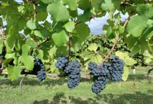 Deset savjeta za uspješan dan berbe