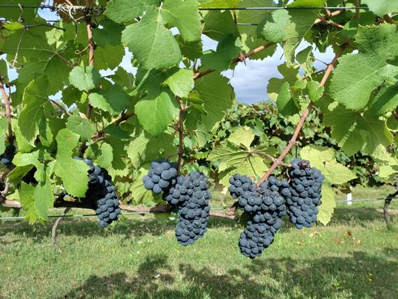 Deset savjeta za uspješan dan berbe