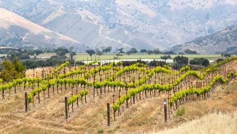 Odstranjivanje grozdova i kvalitet vina