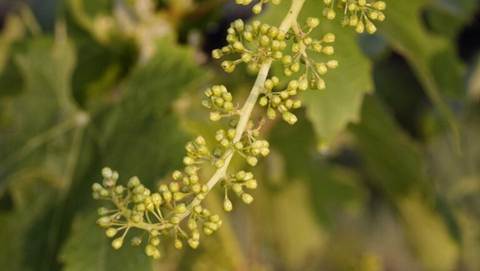 Odstranjivanje grozdova i kvalitet vina