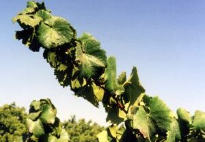 Regulisano deficitarno navodnjavanje