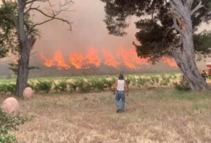 Šta raditi u vinogradu nakon požara