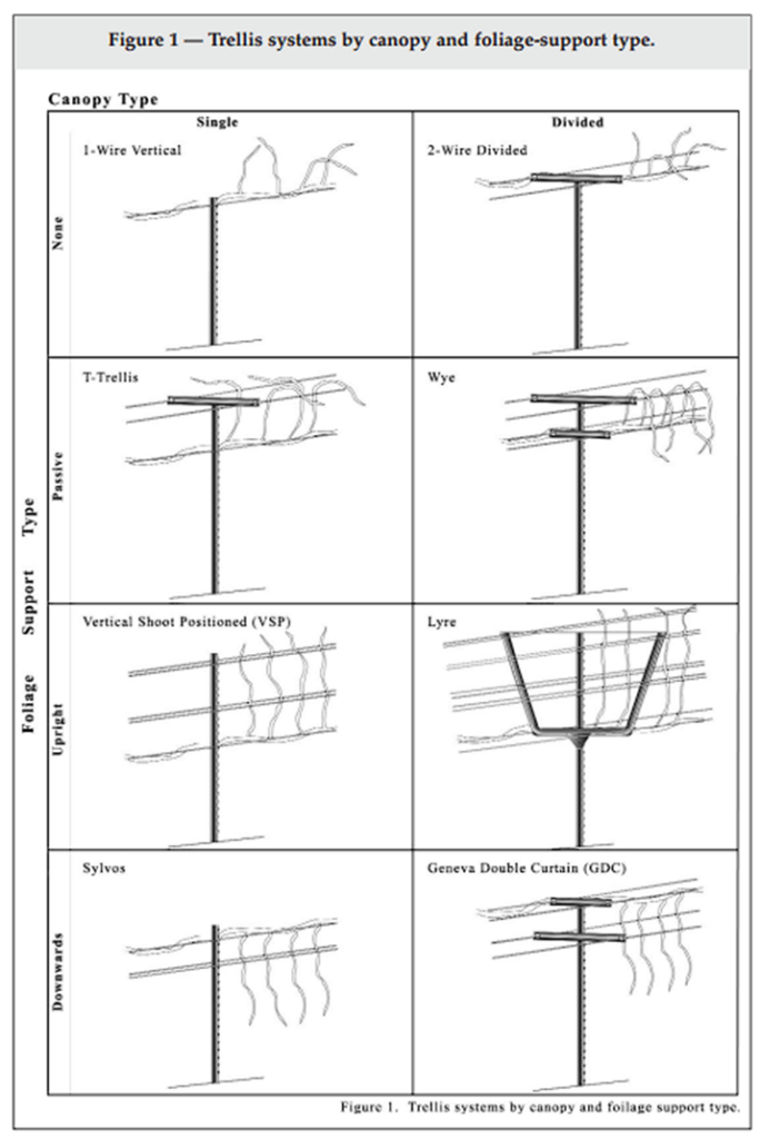 Uzgoj vinskog grožđa