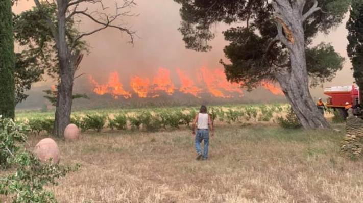 Šta raditi u vinogradu nakon požara