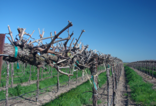 Uzgoj vinskog grožđa