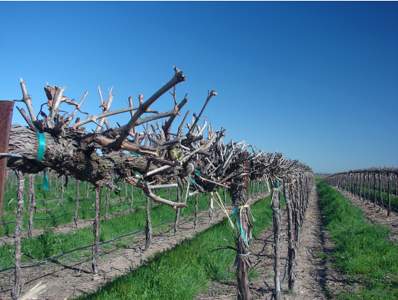 Uzgoj vinskog grožđa