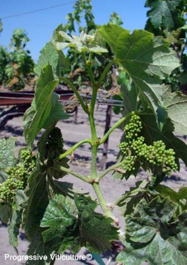 Folijarni simptomi nedostatka mineralnih hraniva